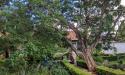 Magnificent tree in the patio of the Cultural Center of del Carmen