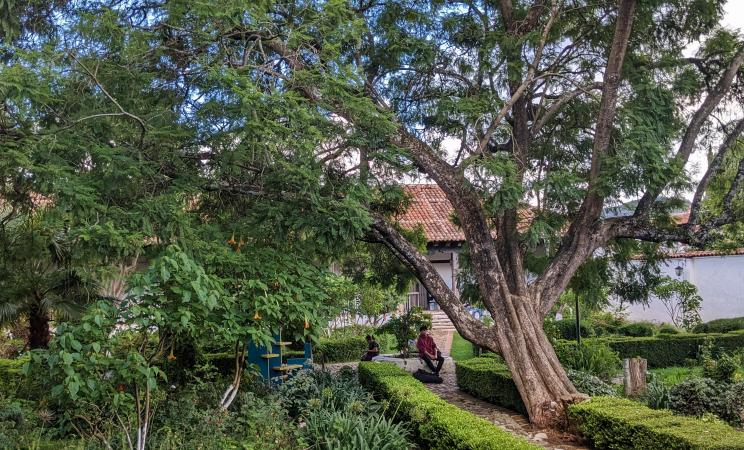 Magnificent tree in the patio of the Cultural Center of del Carmen
